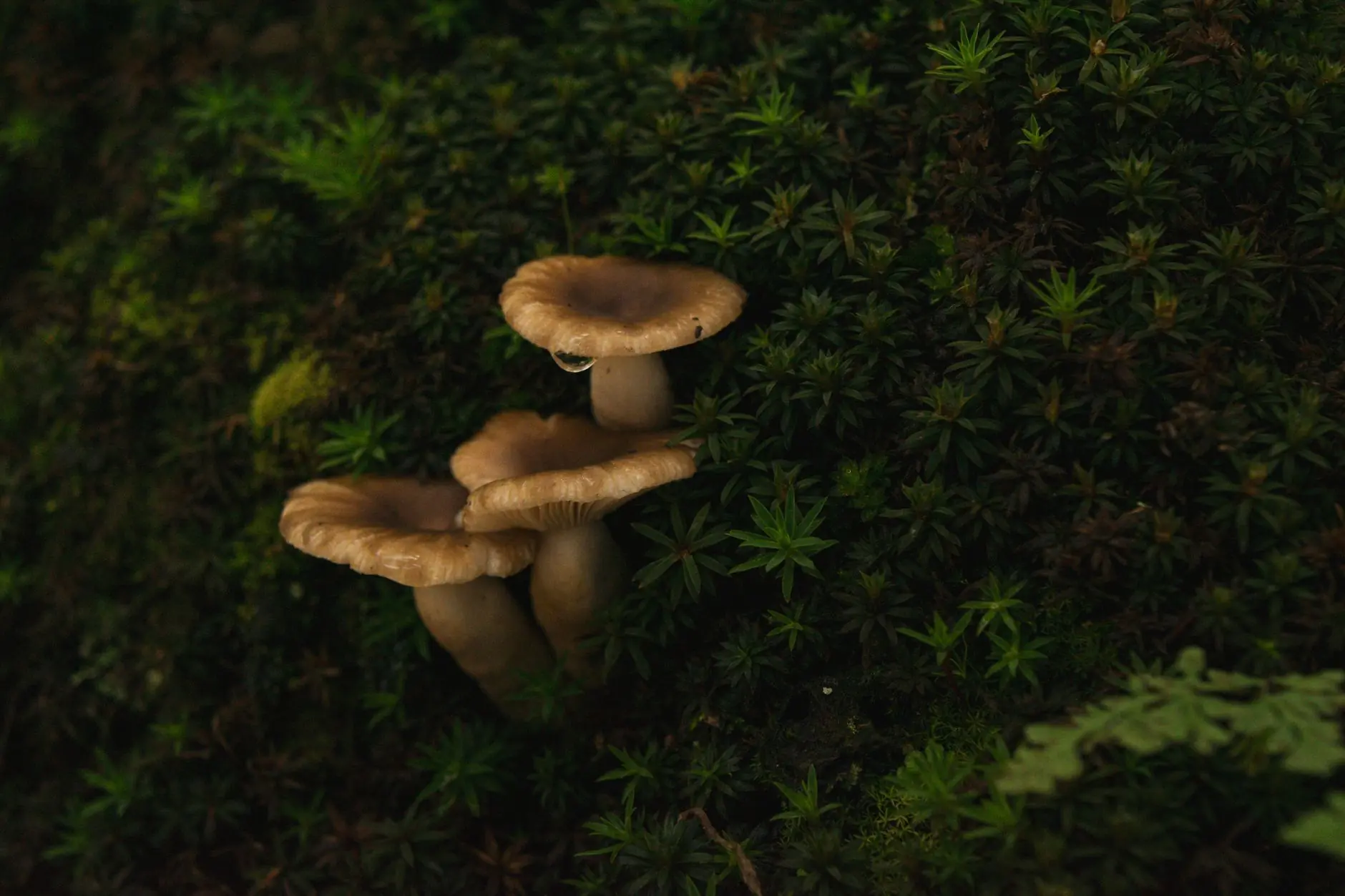 海口广告设计行业新规解读：VI视觉系统标准化趋势分析